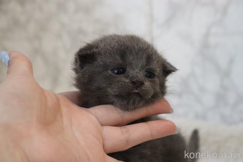成約済の埼玉県のスコティッシュフォールド(折れ耳)-84802の5枚目